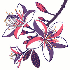 vector illustration of steptocarpus