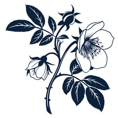 black and white roses