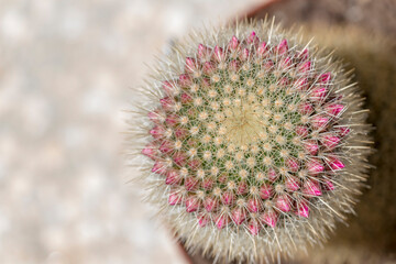 Fototapeta premium Mammillaria cactus in pink blooming flowers.