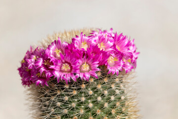 Mammillaria cactus in pink blooming flowers.