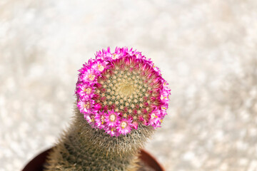 Mammillaria cactus in pink blooming flowers.