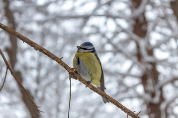 Fototapeta premium The Great Tit (Parus major) perched on a branch during winter.
