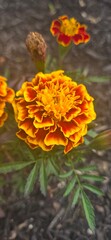 yellow flower in the garden