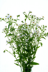 Phalacrolóma ánnuum flowers grow in garden