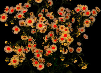 Phalacrolóma ánnuum flowers grow in garden