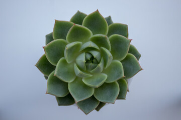 Echeveria Elegans succulent in the home garden.