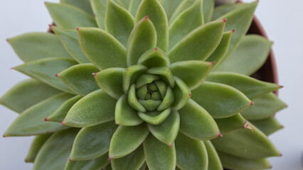 Fototapeta premium Echeveria Agavoides rosette - succulent, top view.