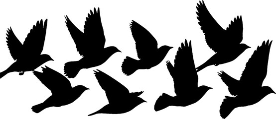 Obraz premium Silhouette of birds in flight creating a striking high contrast border design