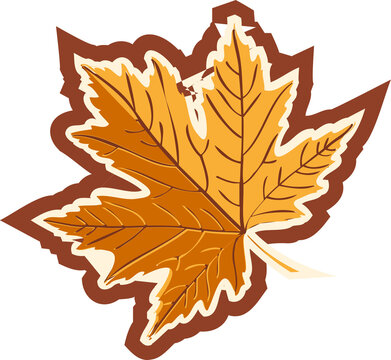 Fototapeta Stylized maple leaf showing orange yellow lobes, brown veins, cream outline, transparent background