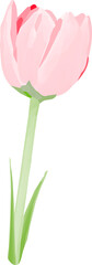 Pink tulip flower is blooming in flat design illustration, subtle gradients, transparent backdrop