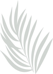 Presenting palm frond silhouette with radiating leaflets in flat vector on transparent background