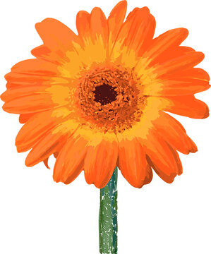 Fototapeta Orange gerbera daisy is appearing in botanical cutout style, green stem on transparent background