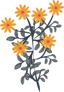 Fototapeta Vector illustration showing stems with grey leaves and orange daisy blooms, transparent background