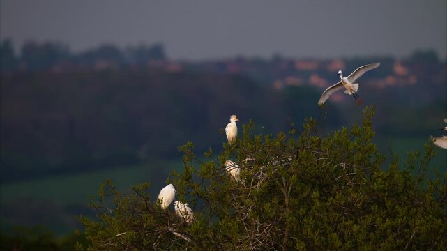 Little Egrets gracefully fly in at dusk