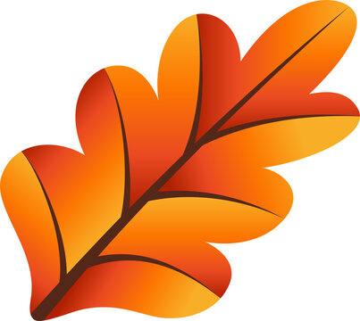 Oak-like leaf is floating in flat vector on transparent background showing warm gradient lobes
