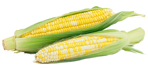 Fresh bicolor sweet corn on the cob with green husks, showcasing summer harvest and healthy eating Closeup of raw corn, a staple vegetable for cooking and grilling