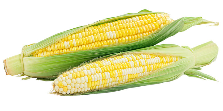 Fresh bicolor sweet corn on the cob with green husks, showcasing summer harvest and healthy eating Closeup of raw corn, a staple vegetable for cooking and grilling