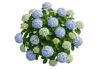 Top view of lush hydrangea bush with blue and white blooms