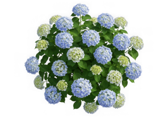Top view of lush hydrangea bush with blue and white blooms