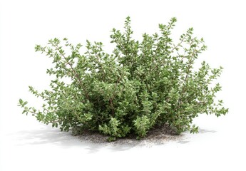 Lush, rounded shrub with small, green leaves and reddish stems, nestled in light-colored gravelly soil, isolated on a white background