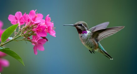 Fototapeta premium Hummingbird near pink flowers