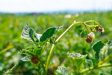Colorado beetle on potato leaves - selective focus The Colorado potato beetles