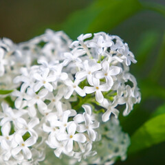 A branch of blooming lilac