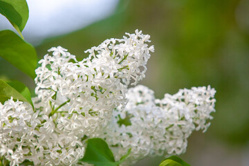  A branch of blooming lilac
