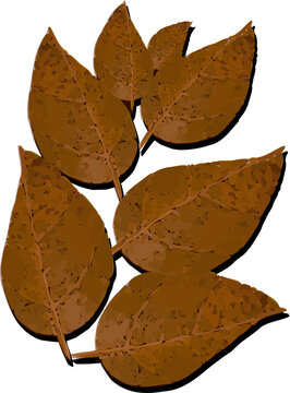 Fototapeta Stylized fall leaf cluster is floating on transparent backdrop, showing seven veined leaves on twig