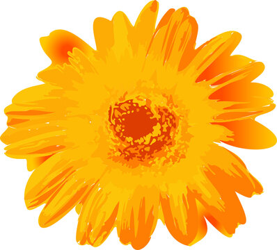 Fototapeta Gerbera daisy is radiating vibrant yellow orange petals in flat design, transparent backdrop