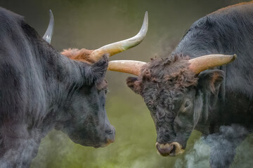Two Majestic Aurochs Bulls Locking Horns in a Fierce Battle
