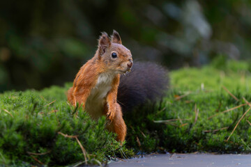 Eurasian red squirrel (Sciurus vulgaris) searching for food in the forest in the Netherlands. 
