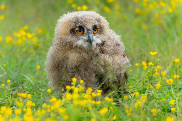 Cute owl. A juvenile European Eagle Owl (Bubo bubo) walking over a meadow in Gelderland in  the Netherlands.  