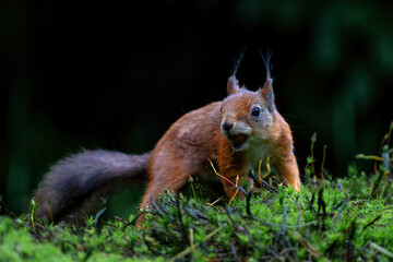 Eurasian red squirrel (Sciurus vulgaris) searching for food in the forest in the Netherlands. 