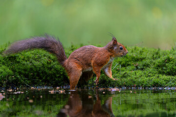 Eurasian red squirrel (Sciurus vulgaris) searching for food in the forest in the Netherlands. 