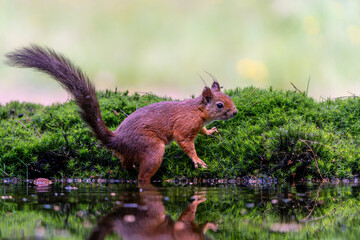 Eurasian red squirrel (Sciurus vulgaris) searching for food in the forest in the Netherlands. 
