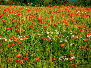 Klatschmohnblüten im Getreidefeld