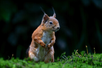 Eurasian red squirrel (Sciurus vulgaris) searching for food in the forest in the Netherlands. 