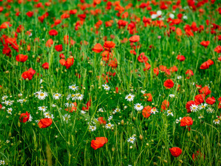 Klatschmohnblüten im Getreidefeld