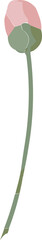 Flat design peony bud is featuring pale pink petals, olive green bracts on transparent background