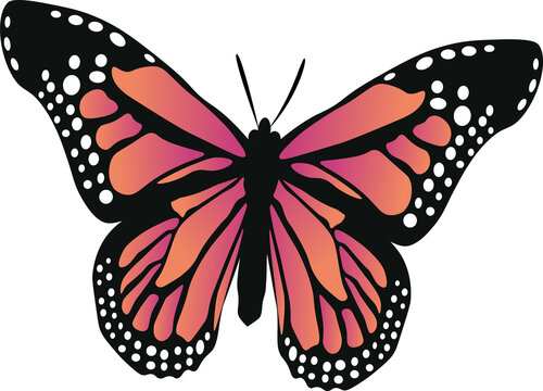 Flat butterfly is showing orange-pink wings, black veins and white spots on transparent background