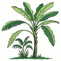 Illustration of a banana tree and a smaller plant