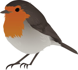 Rendering robin-like bird in flat vector with orange breast, grey belly and transparent background