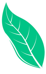 Pair of green leaves are overlapping with white veins on transparent background in flat vector art