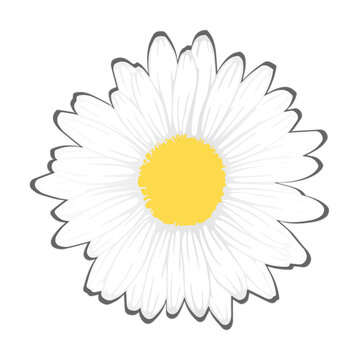 Fototapeta Flat design white daisy is showing petals around yellow center with transparent background