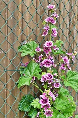 Piękne kwiaty rosnącego przy parkanie ślazu dzikiego (Malva sylvestris)