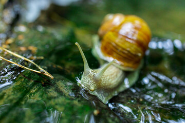 Snail Crawling Across a Tiny Waterfall in Nature