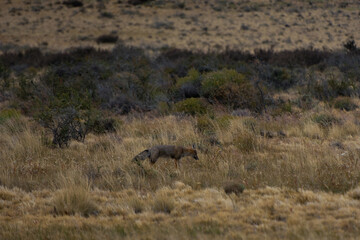 Stunning views of Lago Argentino, El Calafate, with mountain landscapes, vibrant flower macros, and foxes in Patagonia's pristine wilderness.