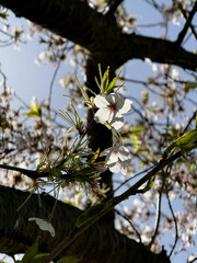 Close-up of Cherry Blossoms in Full Bloom