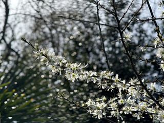 Close-up of Vibrant Blossoms in Sunlight